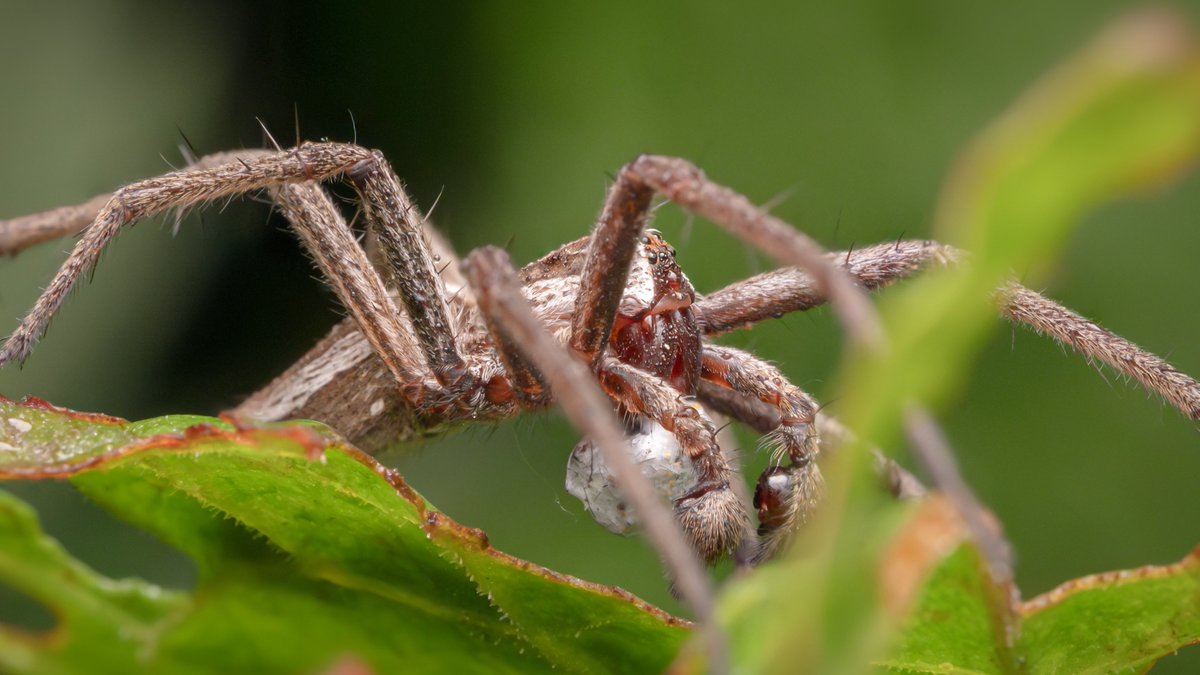 TimothyJonas's tweet image. If you're looking for a mate, you need to find her the perfect gift - preferably wrapped in silk.
A male Nursery Web spider (Pisaura mirabilis) carrying a nuptial gift for a nearby female. @BritishSpiders