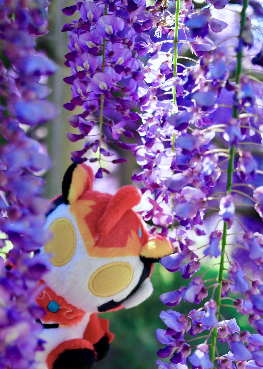 ☆季節のおたより☆
今日から5月🎏
ゴールデンウィークのお散歩中に、ふわふわ #ウルトラマンロッソ と藤のカーテンでかくれんぼ🪻
#ウルトラマンブル はどこにかくれているのかな🧐
いよいよゴールデンウィーク後半戦！５月の予定は決まりましたか👟？#ふわふわといっしょ に思い出たくさん作ってね❣️