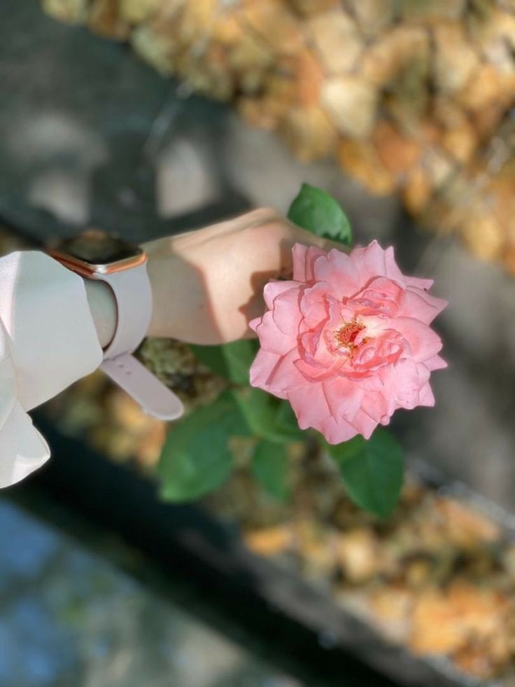 Dr Anam (@dranam992) on Twitter photo Beautiful pink rose 
.
Good afternoon Beautiful pink rose 
.
Good afternoon
