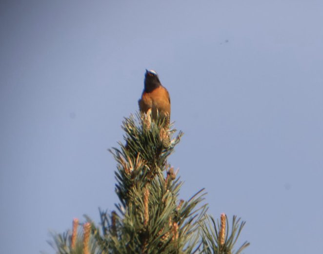 A good morning in the north of the area, around the top pond at Yearsley a stunning male Redstart and a pair of Siskin with the female collecting nesting material. Elsewhere amazed to stumble across a Lesser Spotted Woodpecker, not seen one for years! <a href="/YorkBirding/">York Birding</a>