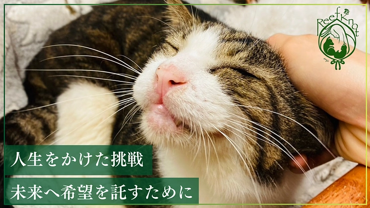 READYFOR（レディーフォー） tweet media