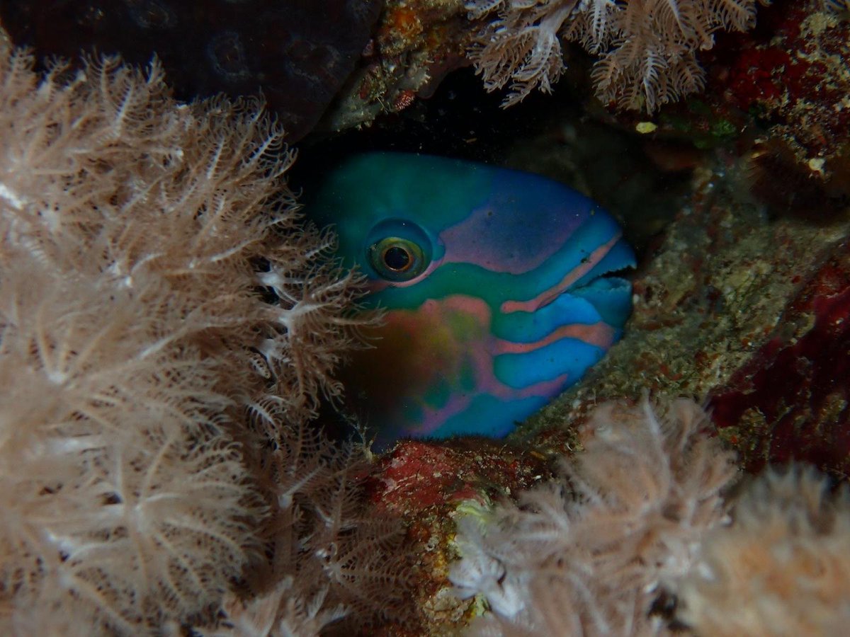 Reef Check Italia tweet media