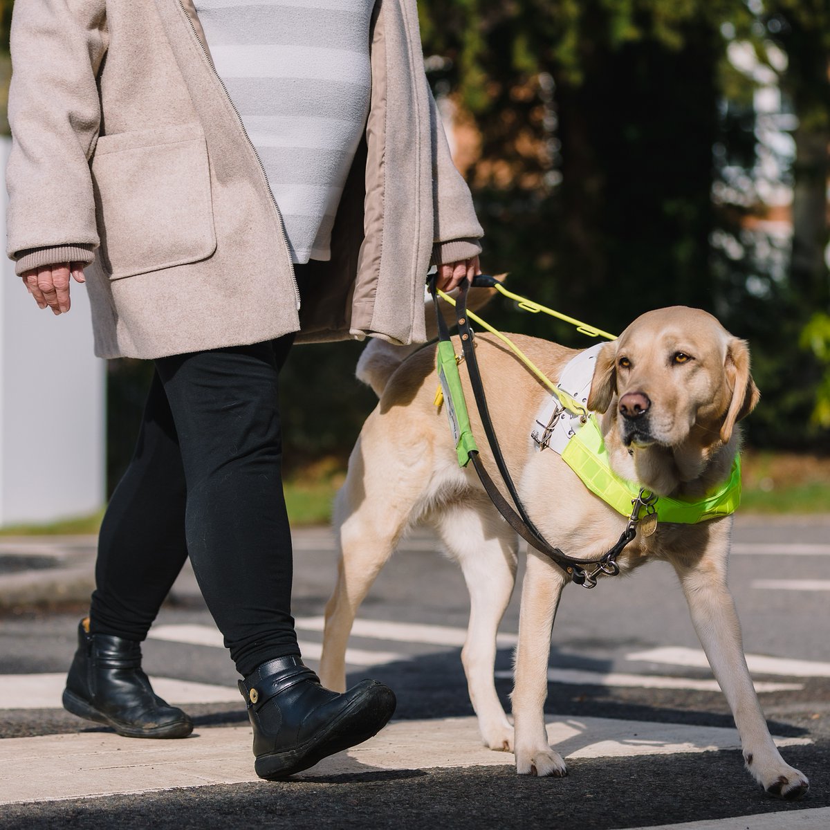 TNLUK's tweet image. We’re PAW-sitively thrilled to celebrate Guide Dog Day 🐾🐶

Thanks to National Lottery Funding, @Guidedogs trains life-changing pups to help people with sight loss live more independently everyday 💗

#NationaLottery #ThanksToYou #GuideDogDay