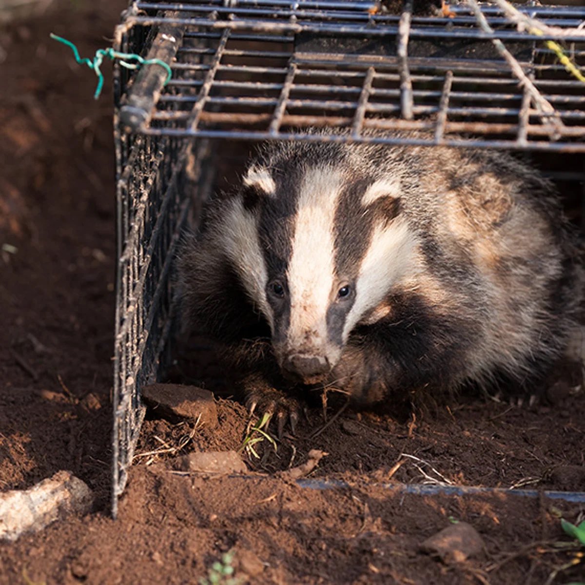 Protect the Wild tweet media