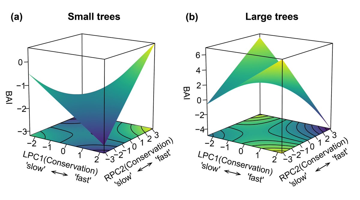 🍃New study emphasises why it’s important to pay attention to intraspecific trait variation in order to characterise plant strategies and predict plant performance👇 buff.ly/MpjDYAB #functionalecology #forests