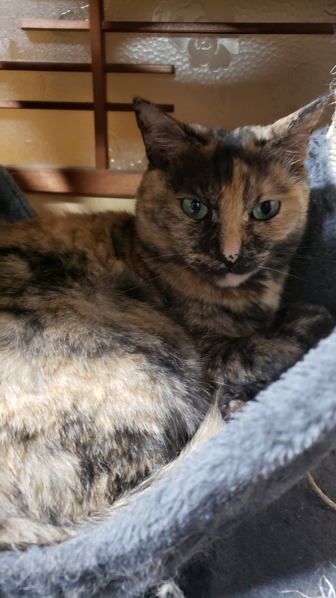 KiuuyA's tweet photo. 今日のお嬢はハンモックでゆっくり下僕を監視中
#サビ猫
#猫
#猫好きさんと繫がりたい https://t.co/wMwqhQVQGo