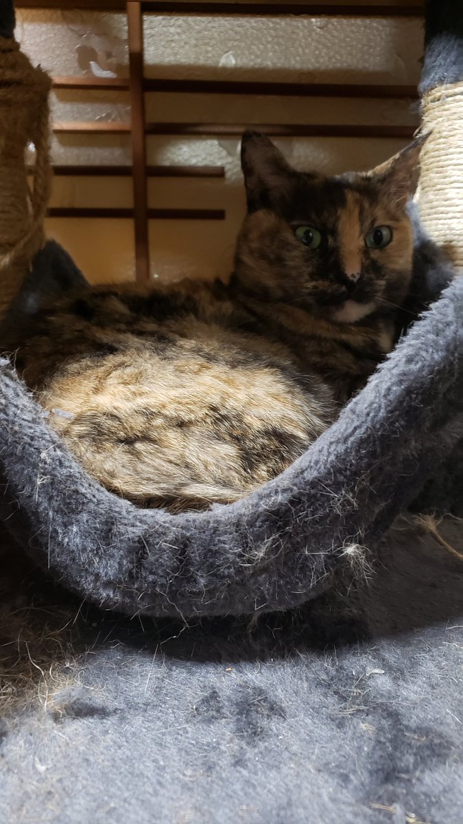KiuuyA's tweet photo. 今日のお嬢はハンモックでゆっくり下僕を監視中
#サビ猫
#猫
#猫好きさんと繫がりたい https://t.co/wMwqhQVQGo