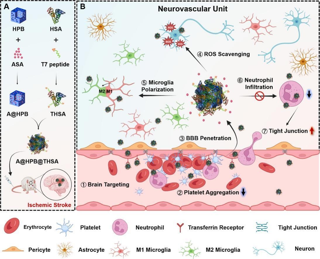 JCRnEDITORS's tweet photo. Brain-targeting biomimetic nanozyme enhances neuroprotection in ischemic stroke by remodeling the neurovascular unit.
| Wenxiu He @ShandongU |
[50 days' free access]
#BrainDelivery #nanozyme #neuroprotection
https://t.co/Mcz9dsmKM6 https://t.co/fZQtXYtGsI