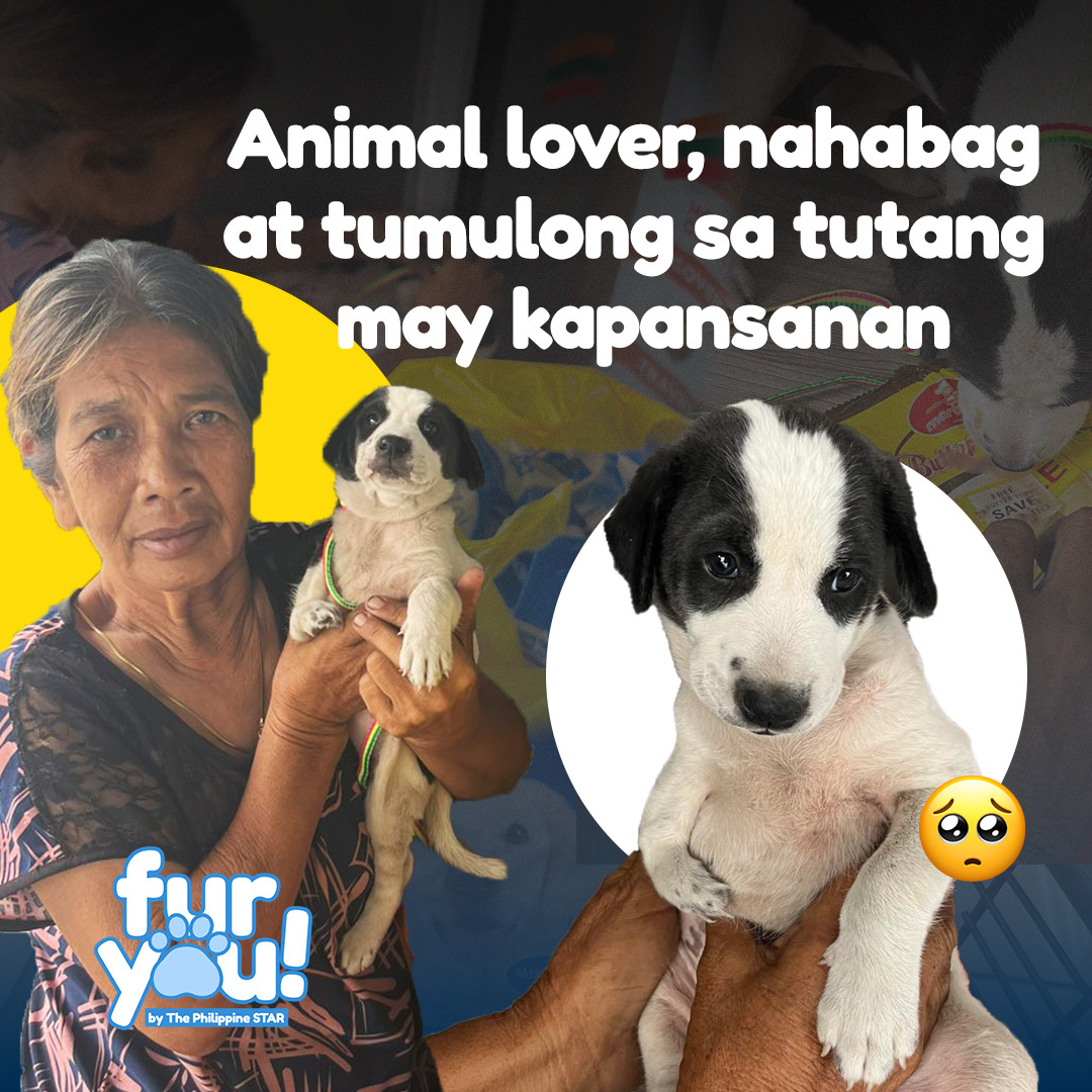 ‘MAHALIN NATIN ‘YUNG MGA STRAY’

Kabutihan ang pinairal ng animal lover na ito para sa isang tutang may kapansanan. #PhilStarFurYou

PANOORIN: facebook.com/PhilippineSTAR…
