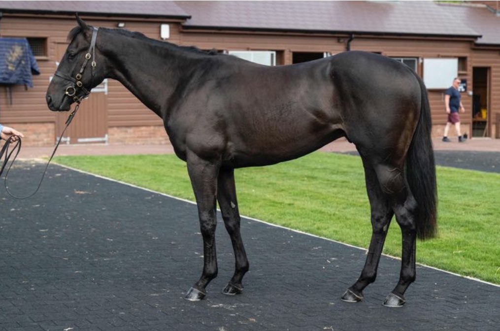 Tally-Ho Stud (@hostud) on Twitter photo Last year’s <a href="/Tattersalls1766/">Tattersalls</a> Guineas <a href="/BrzUps/">Breeze Up Sales</a> draft included Spain’s Champion 2yo Bulnes, Listed winner La Bellota and the high-class The Strikin Viking!
2yos this year by
✨ KODIAC
✨ STARMAN
✨ GALILEO GOLD
✨ TWILIGHT SON
Stabled Somerville T/U Last year’s <a href="/Tattersalls1766/">Tattersalls</a> Guineas <a href="/BrzUps/">Breeze Up Sales</a> draft included Spain’s Champion 2yo Bulnes, Listed winner La Bellota and the high-class The Strikin Viking!
2yos this year by
✨ KODIAC
✨ STARMAN
✨ GALILEO GOLD
✨ TWILIGHT SON
Stabled Somerville T/U