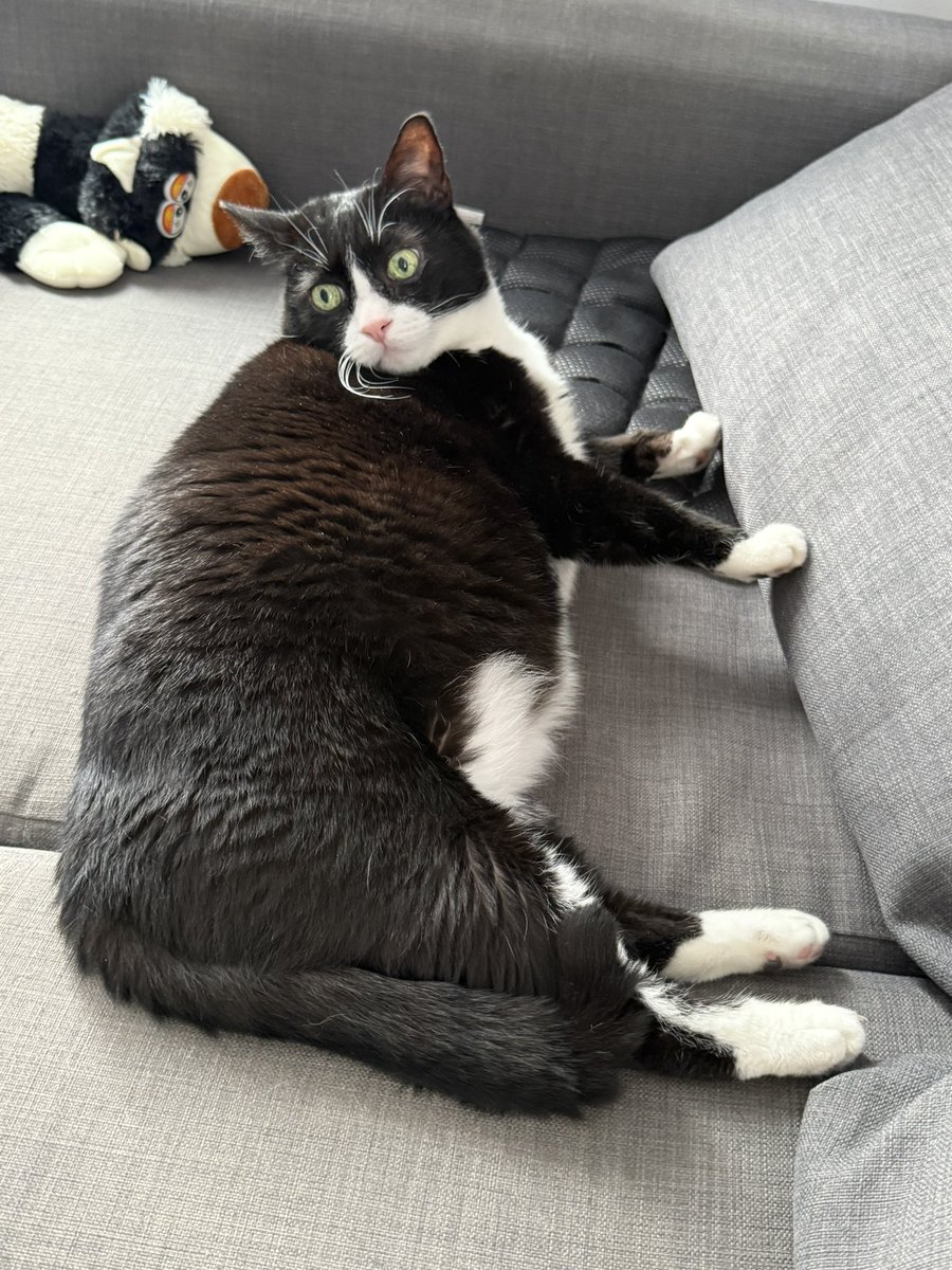 Знаю, вы соскучились)
А Бен как бы намекает, что неплохо было бы помочь его предыдущему местожительству)
Если бы не БФ Убежище, мы бы не познакомились и он не оказался бы у нас дома)

Рт приветствуется)

 БФ «Убежище»
+7-906-259-34-88 (Сбер, Наталья)