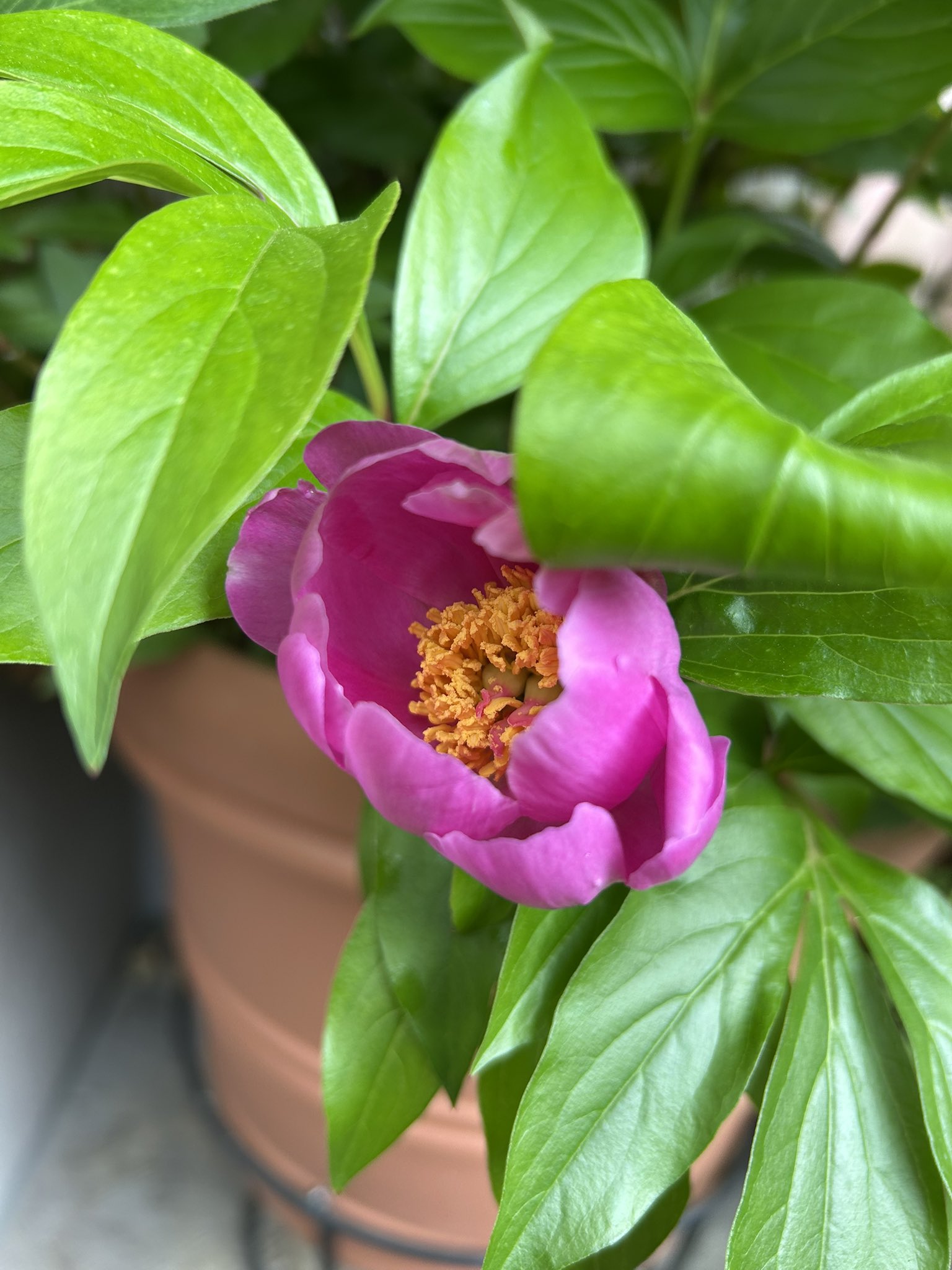 陶板　芍薬の花 ヤマシャクヤクが開花しました。山地や深山の林に生える野生の