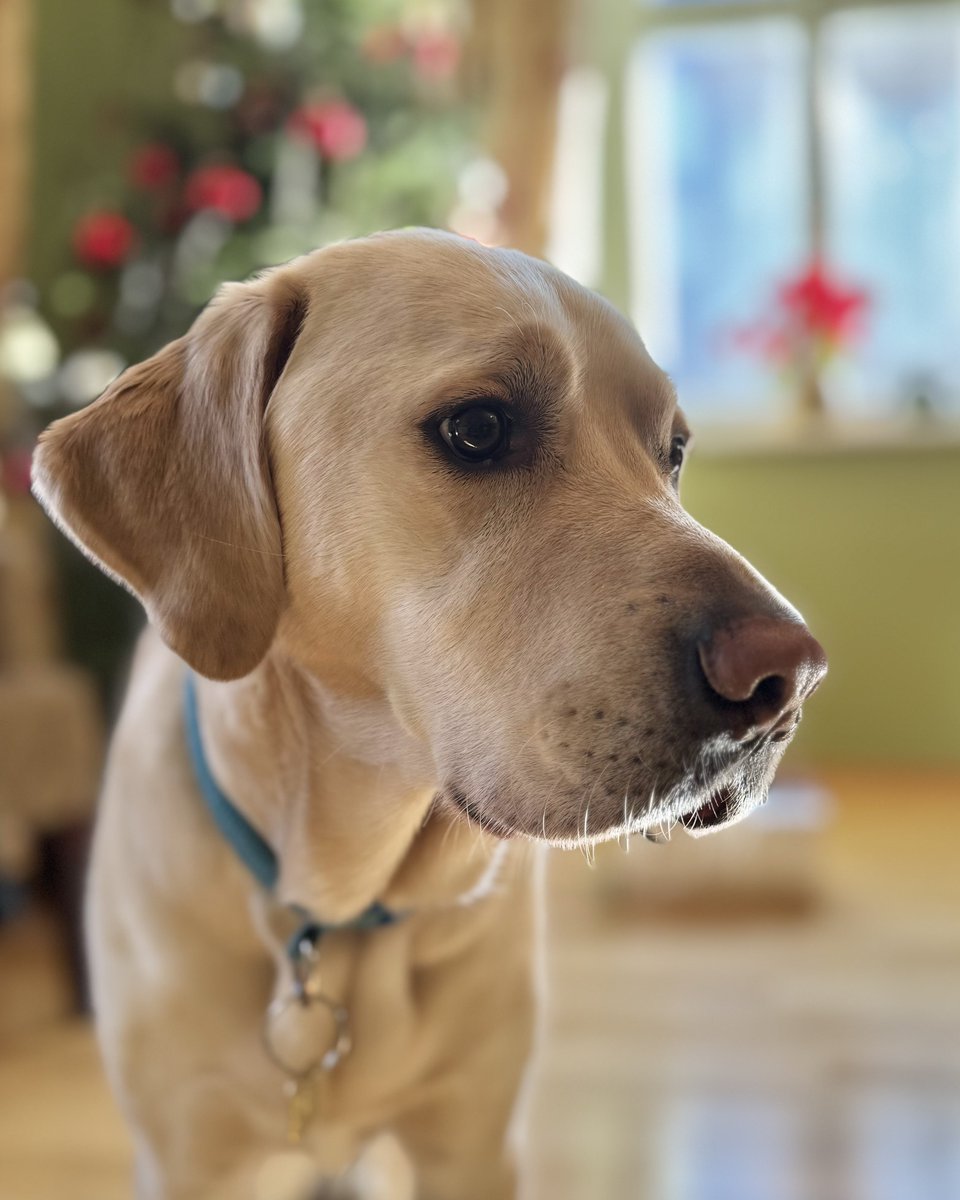 British Embassy Ljubljana 🇬🇧🇸🇮 tweet media