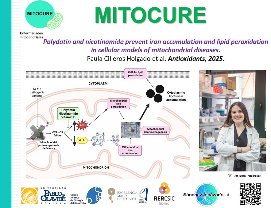 previenen la acumulación de hierro y la peroxidación lipídica en modelos celulares con mutaciones en GFM1, destacando su potencial terapéutico para mitigar el estrés oxidativo y restaurar la función mitocondrial.