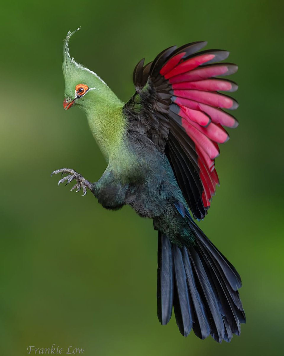 Moonlighhy's tweet photo. White-crested Turaco🐦 https://t.co/WDIybXNtKl