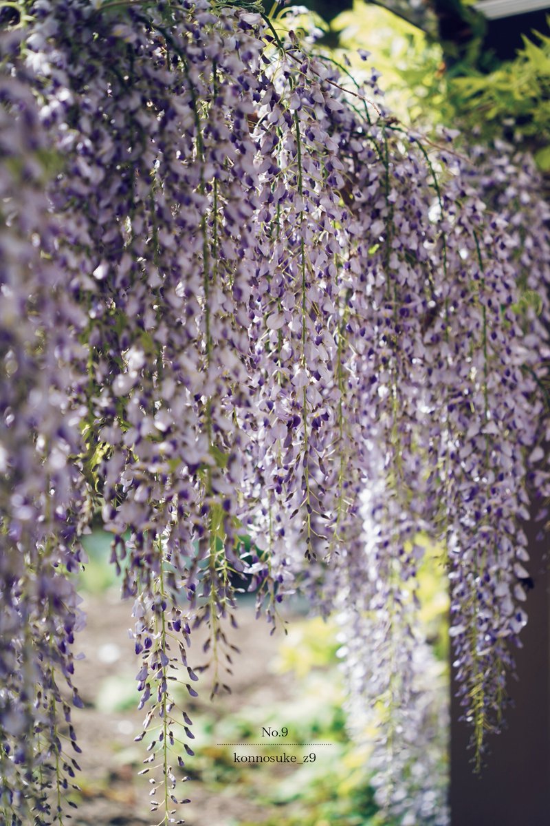 ▷ Wisteria  …
