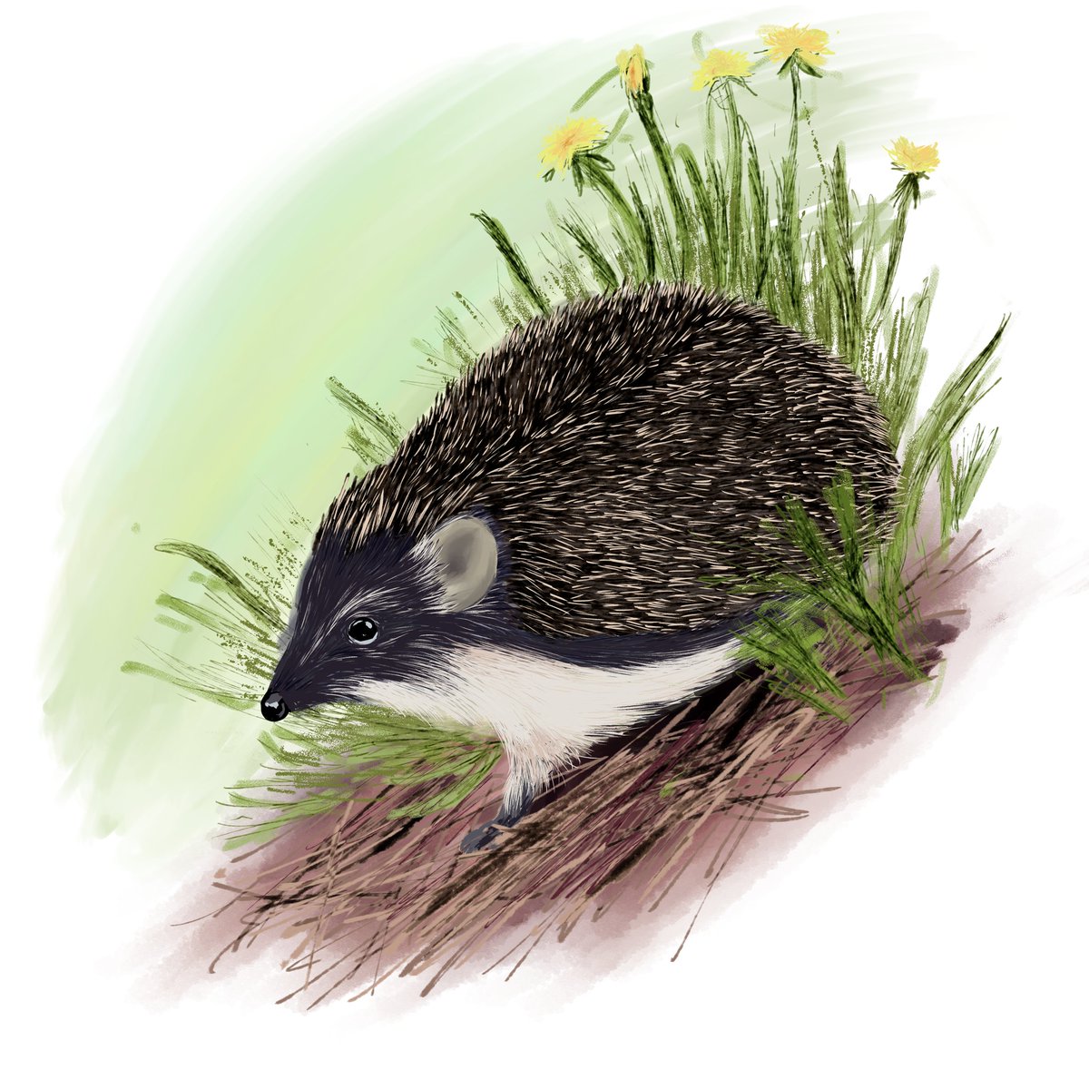 RoxRokuro's tweet photo. A triple hedgehog painting I made for my mum to fill in empty space on the walls. Something in a little different, but still a lot of fun. Telling a difference between european hedgehogs is hard, so I decided “why not both”!
#hedgehog #animalart  #digitalpainting #clipstudiopaint https://t.co/lx40DtQlHZ