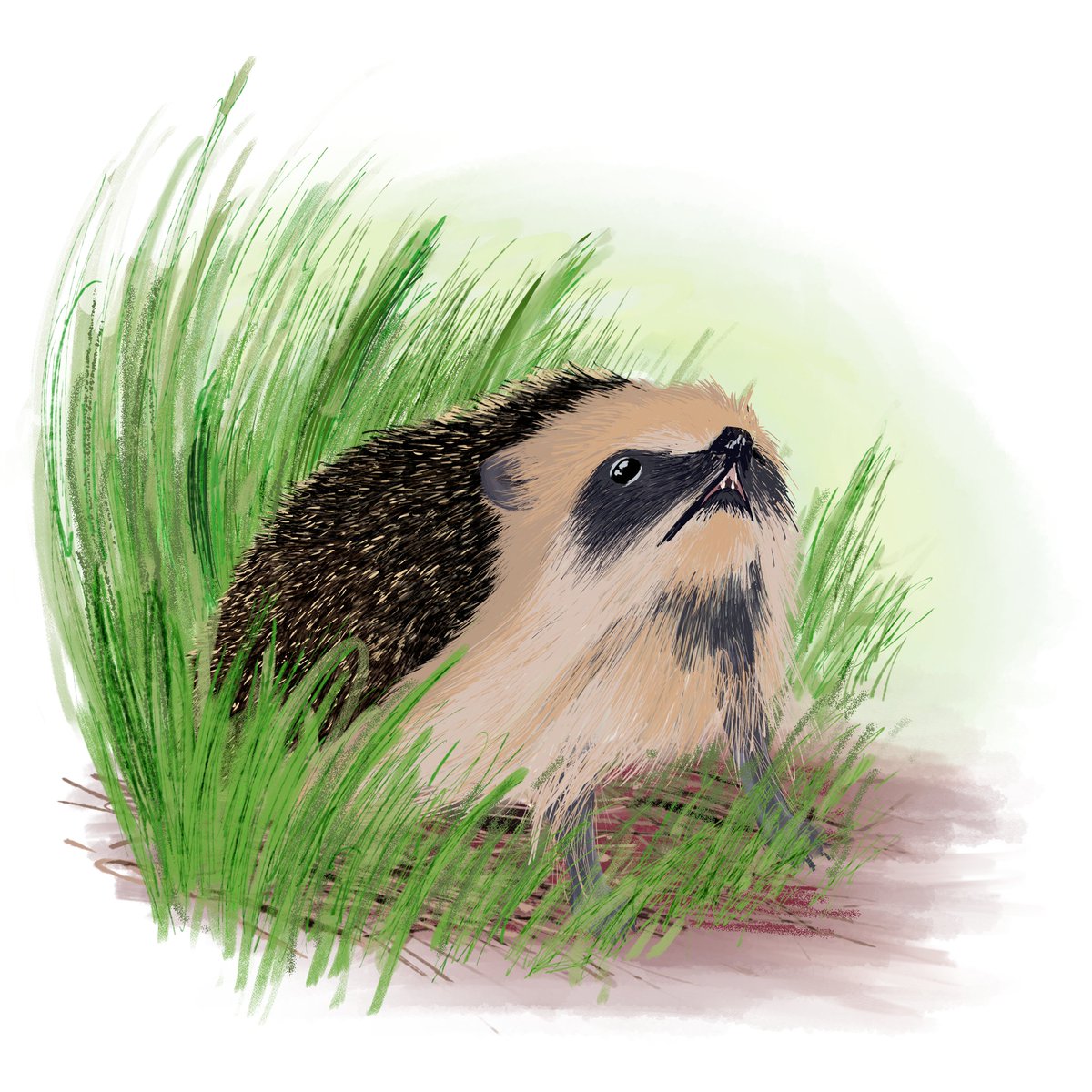 RoxRokuro's tweet photo. A triple hedgehog painting I made for my mum to fill in empty space on the walls. Something in a little different, but still a lot of fun. Telling a difference between european hedgehogs is hard, so I decided “why not both”!
#hedgehog #animalart  #digitalpainting #clipstudiopaint https://t.co/lx40DtQlHZ