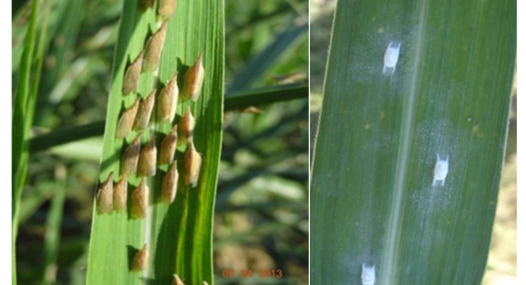 Cane Development UP tweet media
