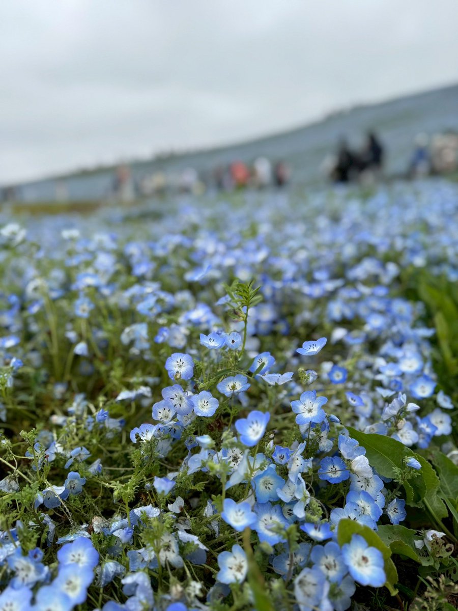 彼女が3泊4日で関東にきてくれたので、ネモフィラと藤の花をみに茨城と栃木へ小旅行にいってきました💕𓂃𓈒𓏸︎︎︎︎
どちらも見頃で圧巻されたね〜🥹
お花がだぁーいすきな私たちにとって天国でした♡
ゆっくり過ごせてたくさんドライブして今回も色んなお話できたね❤️
終始かっこよくて癒された💗🐥
