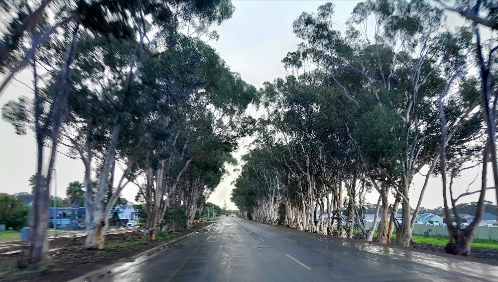 I 💛 Darling Newsletter - mailchi.mp/210f7cb66570/i…

Click on Facebook Page Newsletter tab to subscribe to this weekly newsletter.

PHOTO:  Ebeth Kriegler