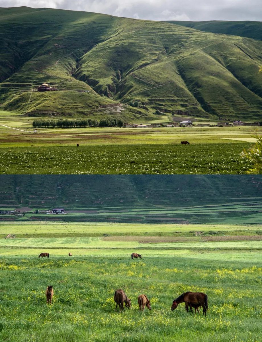 GanziChina's tweet image. Ganzi Road Trip
Stop 12: Ganzi County
Barley fields meet snow peaks
King Gesar's legendary fortress
Palace-style White Tower Park
Huxiang Mountain's sea of clouds
P.S. Special May Day events @KingGesar's Fortress!
#GanziGuide #SpringTrip #Travel #China #Holiday #MayDay #LaborDay