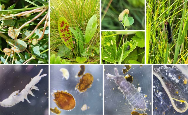 ExFuMo1's tweet image. Loss of Rare Plants: The Hidden Crisis Beneath Our Feet
📢A new on our blog! ▶️1url.cz/LJrSb
Beneath patch of grassland lies a world of roots, microbes, predators, and chemical dialogues...
#soil #ecosystem #functions #GoBelowground