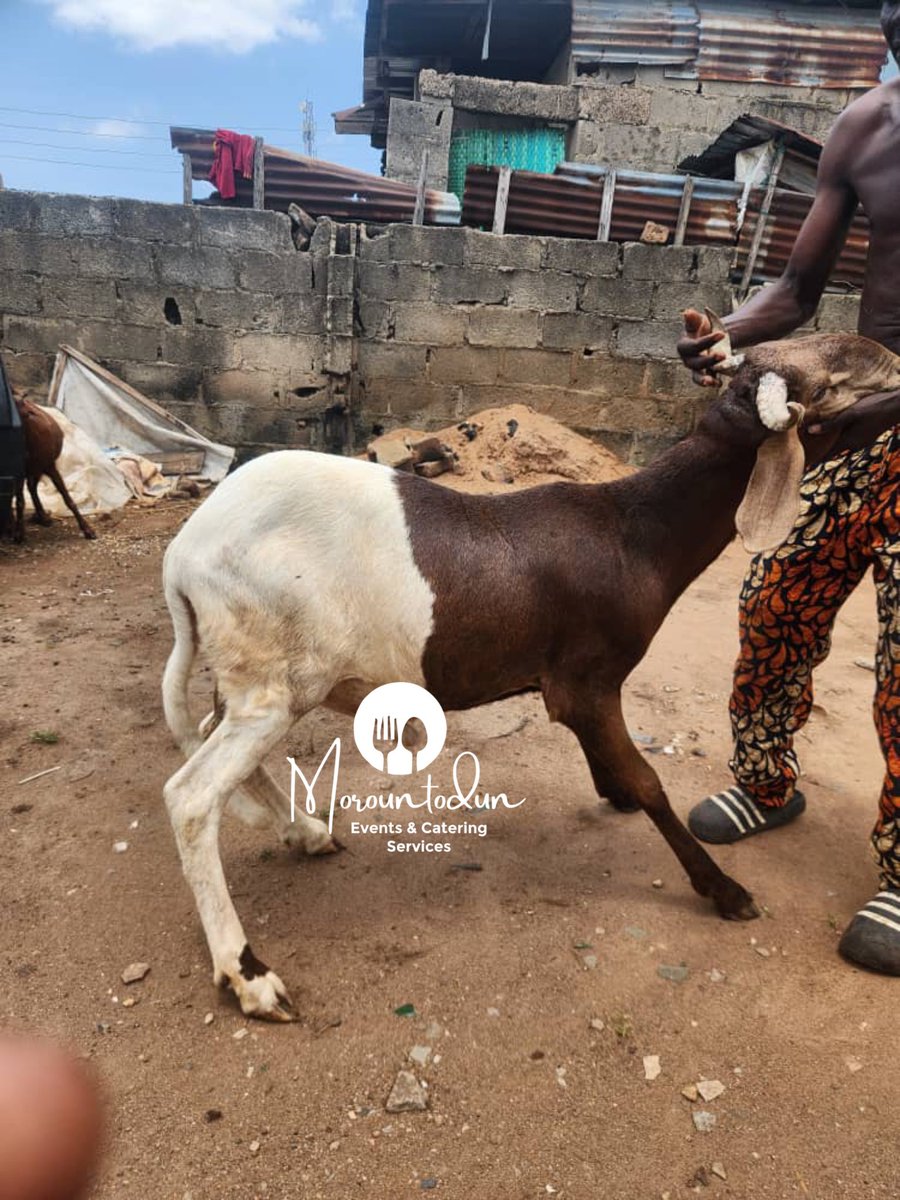 Ajokeaadee's tweet image. Ileya ram is here. 
 Price range from 250-500k

Please help rt. 🙏