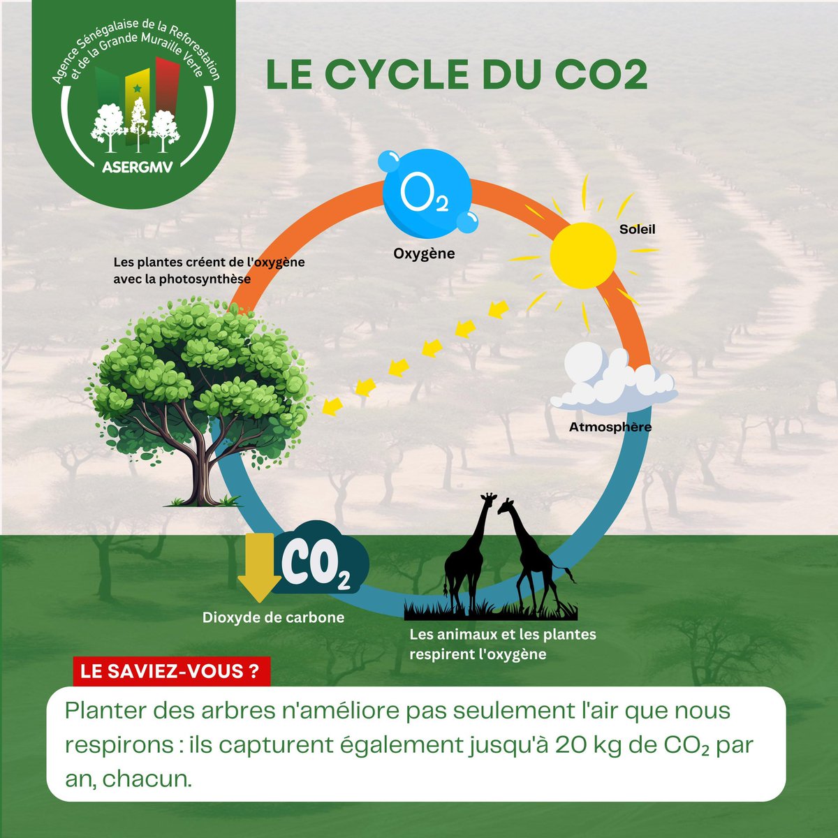 𝕃𝔼 𝕊𝔸𝕍𝕀𝔼ℤ-𝕍𝕆𝕌𝕊?

Planter des arbres n'améliore pas seulement l'air que nous respirons: ils capturent également jusqu'à 20 kg de COz par an, chacun.

Que savez vous des autres utilités de l’arbre?

#ASERGMV #dakar #senegal  #environment #LeSaviezVous
