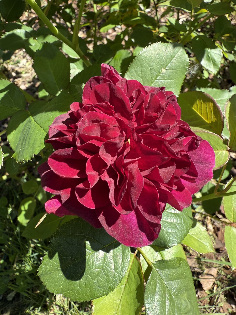 My first Rose. Darcey Russell. Beautiful rosettes of deep rich crimson. #Roses #englishRoses