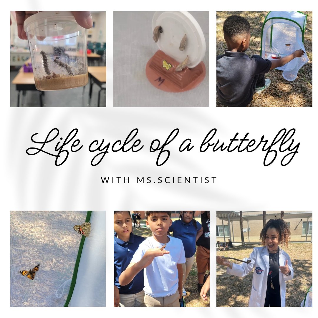 Ms.Medina๐๐ต๐ท (@mssmedina3) on Twitter photo Ms.Scientist, my students and me had the opportunity to observe the life cycle of a butterfly from its carterpillar stage! ๐๐ฐ๐ฆ <a href="/HCPSForestHills/">Forest Hills Elem</a> <a href="/HCPSElemScience/">HCPSElemScience</a> Ms.Scientist, my students and me had the opportunity to observe the life cycle of a butterfly from its carterpillar stage! ๐๐ฐ๐ฆ <a href="/HCPSForestHills/">Forest Hills Elem</a> <a href="/HCPSElemScience/">HCPSElemScience</a>