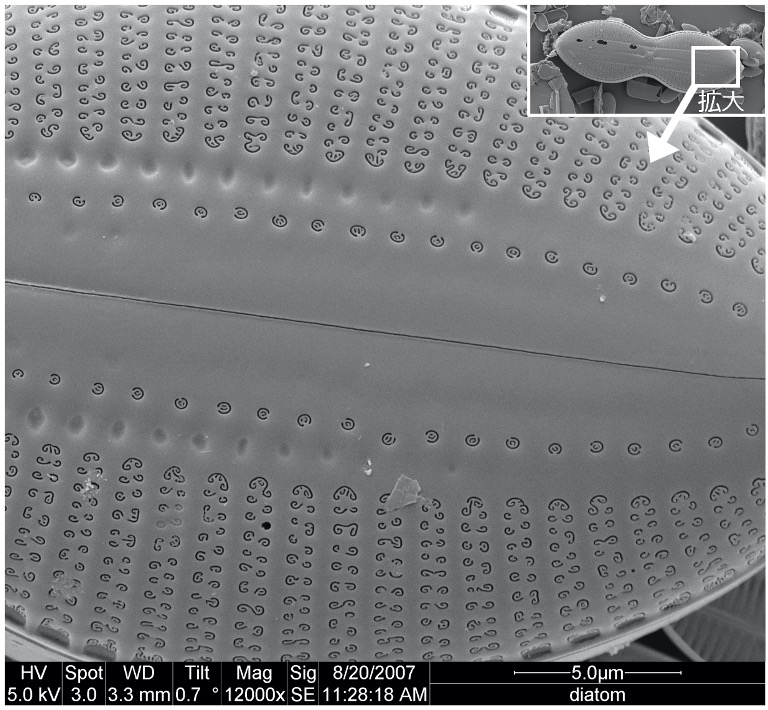 earthsci_art's tweet image. 佐藤晋也 氏（福井県立大学）
ガラスの細胞壁をもつ単細胞生物「珪藻」を対象に、10万種超の多様化を成し遂げた進化の道筋を探る研究に取り組まれています。一方、光学顕微鏡や電子顕微鏡で極小世界に広がる珪藻の美を鮮やかに切り取り、写真集などを通じた発信にも挑んでいます（↓のリンク参照）。