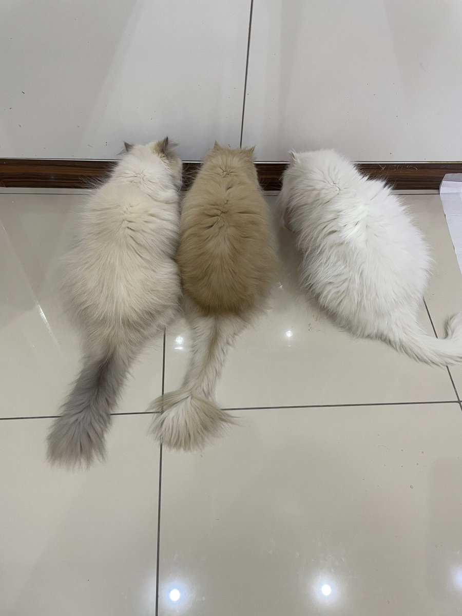 Dötümüzü yi uzum gerseka