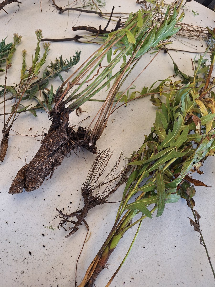 ExFuMo1's tweet image. "Go Belowground!" 2025 is here! 14 – 20 September 2025 The course covers the theoretical background and practical assessment of #plant #functional #traits found in #belowground plant organs in #temperate #herbs. Application info: 1url.cz/2ziQz #ExFuMo #GoBelowground