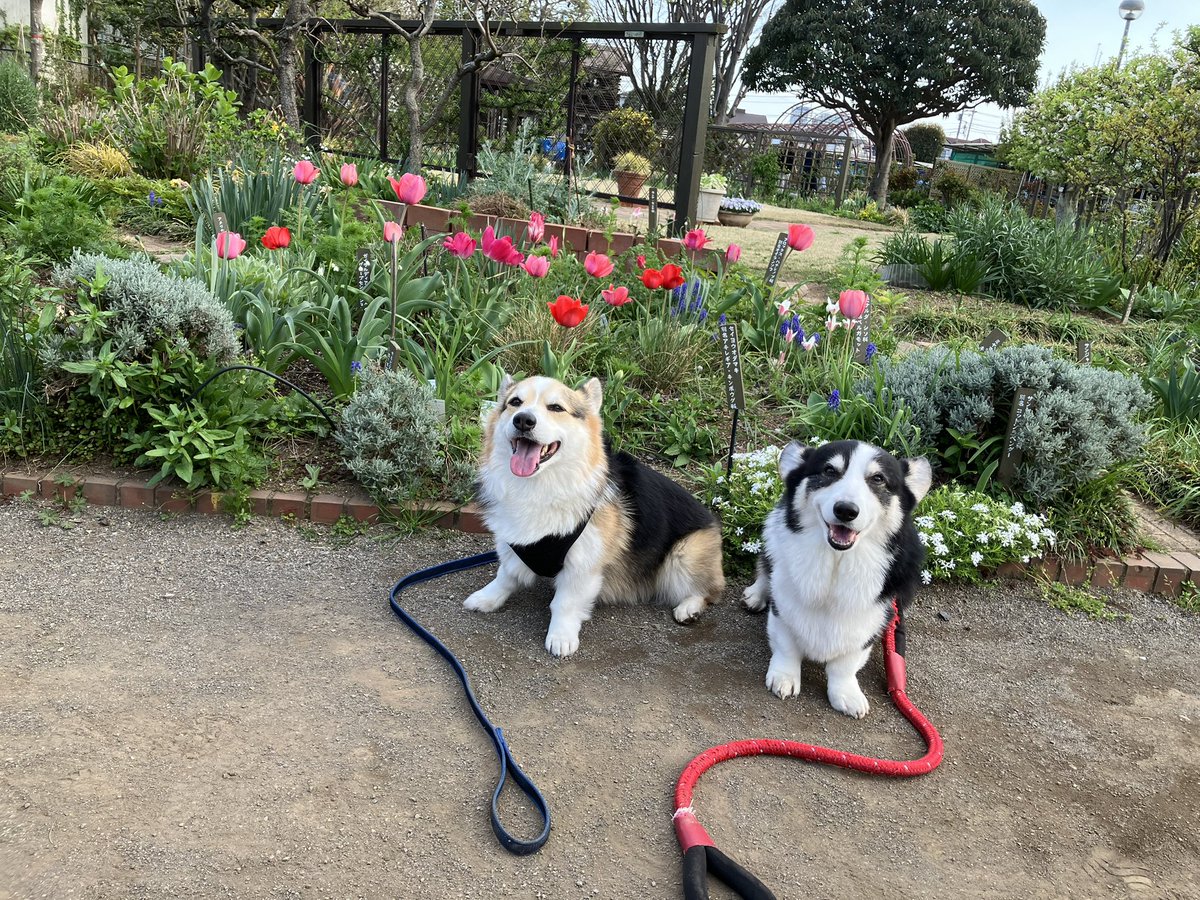 数人のフォロワーさんにはリアルタイムにお話済…1月6日に倒れ11日治療開始。仕事は家族の協力を得、当初の予定通り4月27日全リタイア
今後は治療に専念します
体重も今日迄で10㌔減
責任果たす迄もってくれた身体に感謝
ゼロを置いていく訳にはいかないですから治療頑張ります🔥
投稿減です🙇‍♀️"