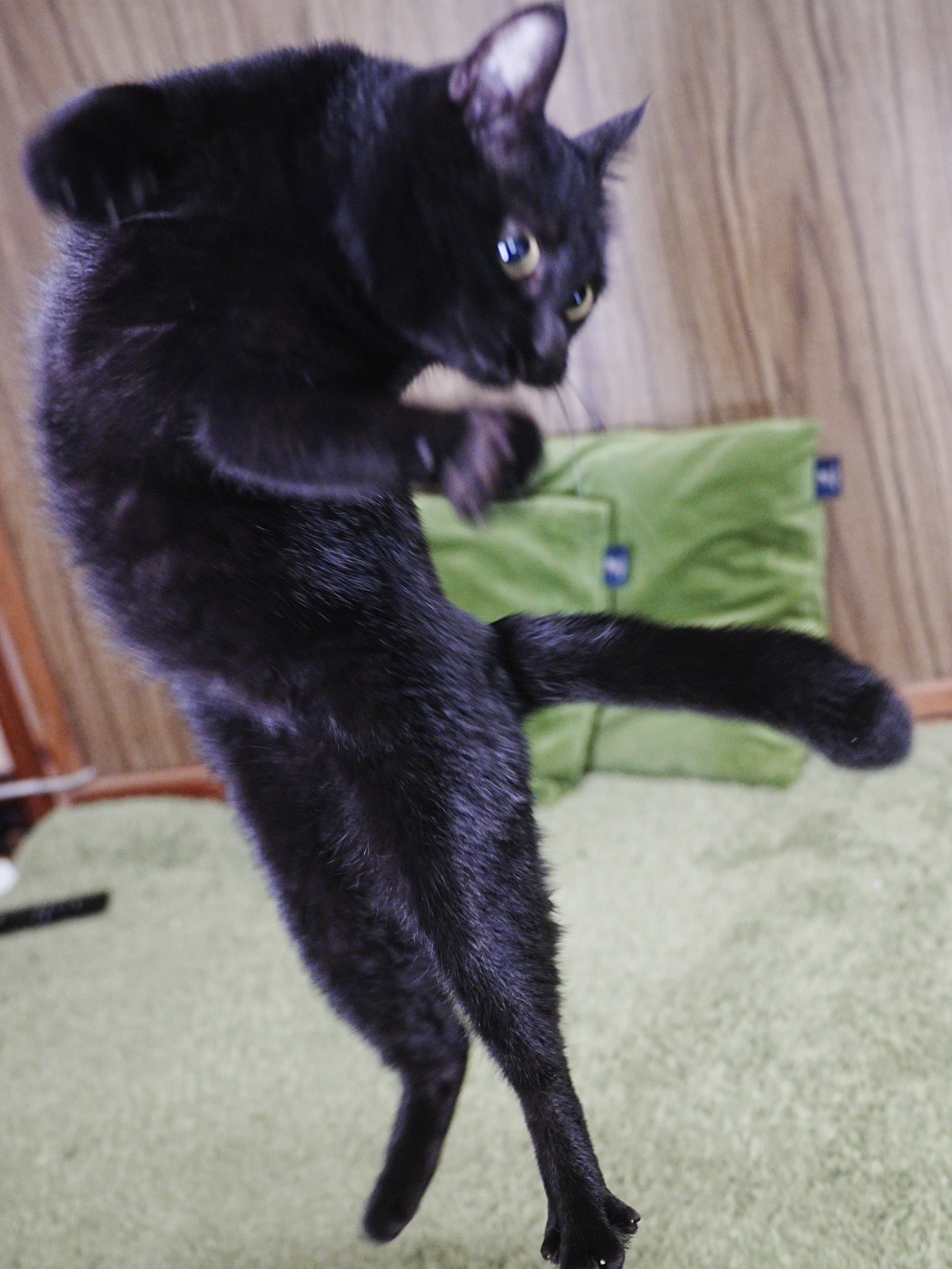 黒猫つくねちゃん太しっぽ on X: 黒猫つくねちゃん太しっぽ on X: