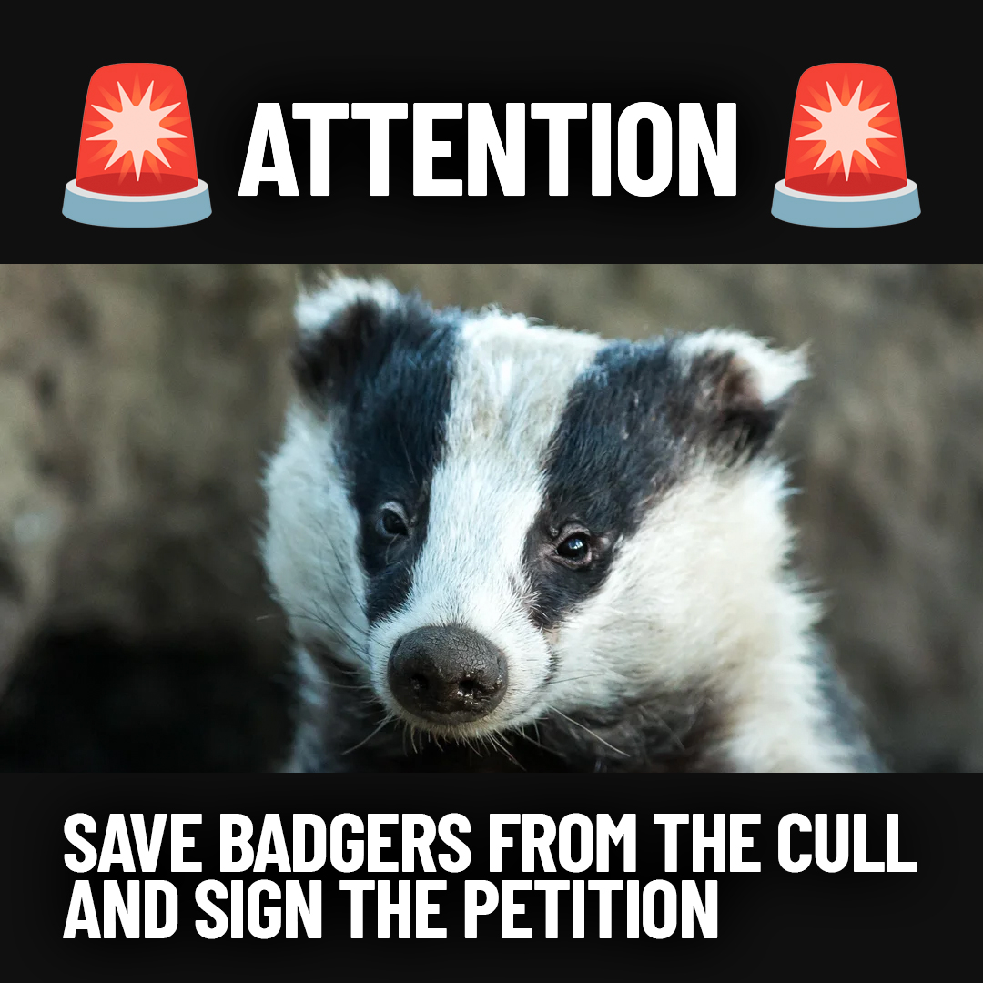 We're almost at 90k signatures!! We can't allow the government to slaughter badgers and expect us to shut up about it.

We're fuming! Help us reach 100k signatures by the deadline - 28th May
petition.parliament.uk/petitions/7003…