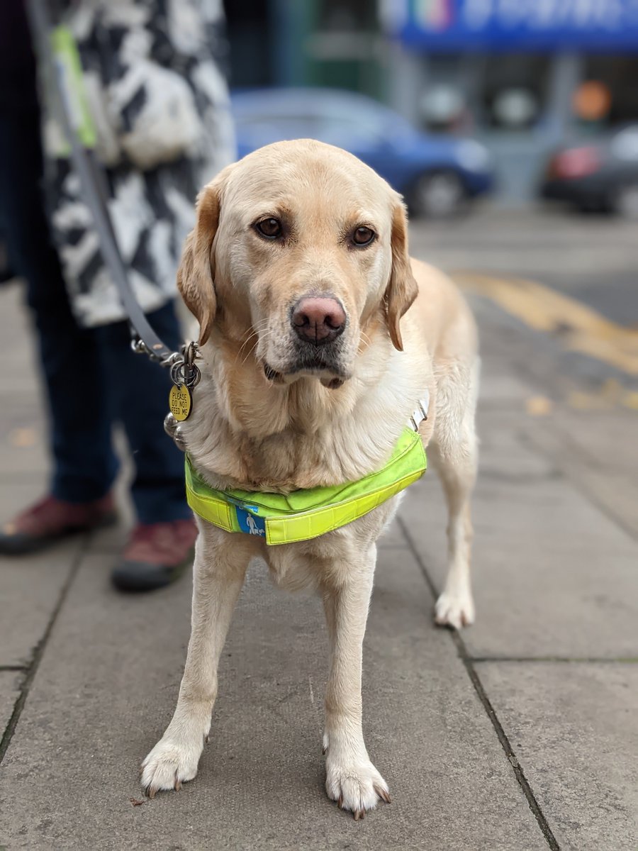 RNIB Scotland (@rnibscotland) on Twitter photo Happy International Guide Dog Day to our friends at <a href="/guidedogsscot/">Guide Dogs Scotland</a> and to all the wonderful canine helpers who support blind and partially sighted people! Happy International Guide Dog Day to our friends at <a href="/guidedogsscot/">Guide Dogs Scotland</a> and to all the wonderful canine helpers who support blind and partially sighted people!