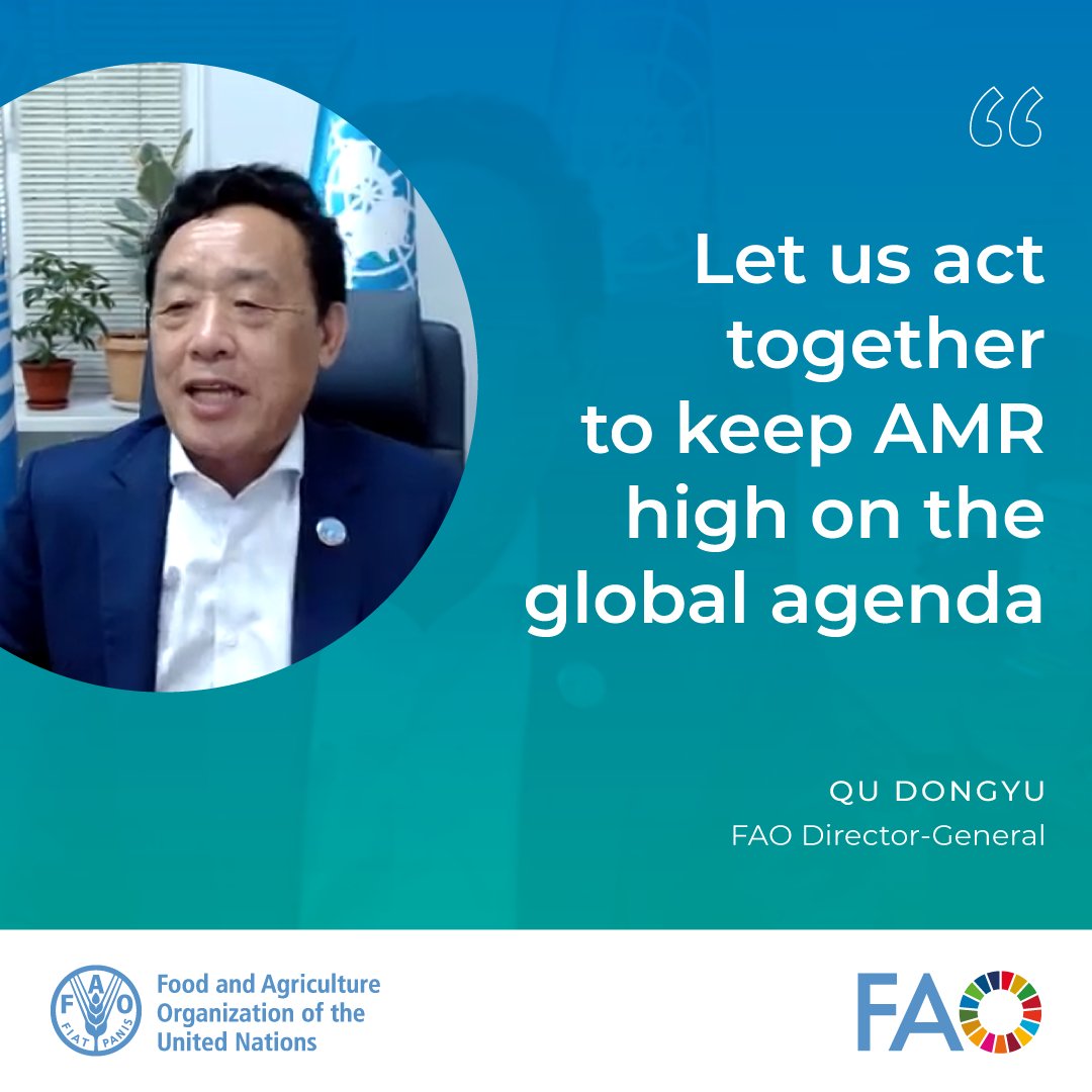 FAO Livestock (@faolivestock) on Twitter photo 🌍AMR threatens everything we rely on: our health, food systems, ecosystems, & future. At the 11th Global Leaders Group on #AMR, <a href="/FAODG/">FAO Director-General QU Dongyu</a> called for united action.
✅ Scale up InFARM & #RENOFARM
✅ Strengthen #OneHealth
✅ Ensure sustainable financing 🌍AMR threatens everything we rely on: our health, food systems, ecosystems, & future. At the 11th Global Leaders Group on #AMR, <a href="/FAODG/">FAO Director-General QU Dongyu</a> called for united action.
✅ Scale up InFARM & #RENOFARM
✅ Strengthen #OneHealth
✅ Ensure sustainable financing
