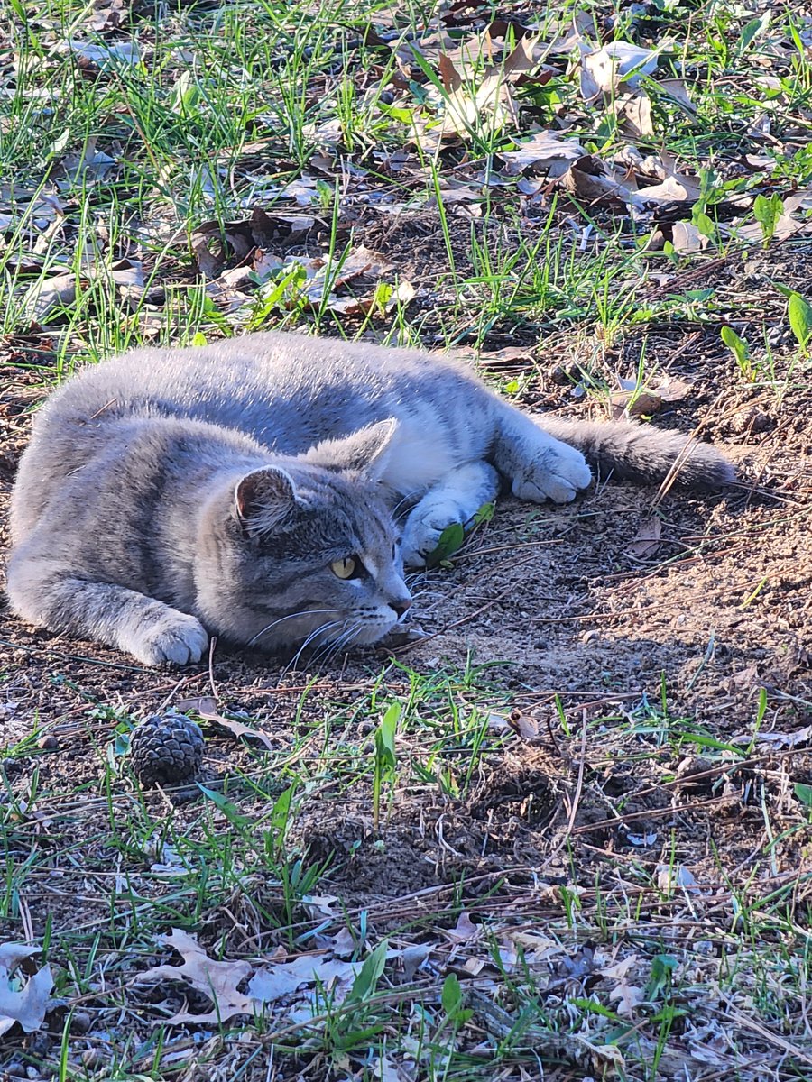 #ZoZo was hunting . . . her big brother! 🤣I really wish I had caught this little peanut attacking our part #MaineCoon giant, Jupiter! It resulted in a tornado of fur, affectionate rolling through the yard, and finally ZoZo's admitted defeat.
