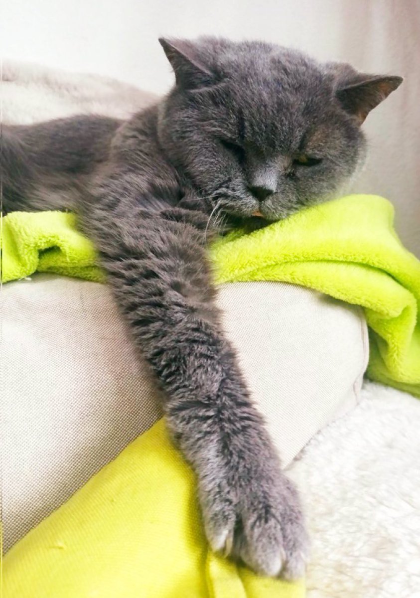 Nutmeg's Crew๐ป๐บ๐ฆ (@catgirl321) on Twitter photo #TributeRide 4/29/25
I am riding for:
<a href="/filzballjaeger/">Donald ๐</a> Donaldโs utterly heartbroken Mami๐
Adored and cherished DONALD has collected his wings at Rainbow Bridge๐๐
#BBOT #PinkAngels #weeti #ZSHQ #TheRuffRiderz #TheAviators #AngelsTogether #AngelDonald #Ambassacat๐ฉ๐ช #TributeRide 4/29/25
I am riding for:
<a href="/filzballjaeger/">Donald ๐</a> Donaldโs utterly heartbroken Mami๐
Adored and cherished DONALD has collected his wings at Rainbow Bridge๐๐
#BBOT #PinkAngels #weeti #ZSHQ #TheRuffRiderz #TheAviators #AngelsTogether #AngelDonald #Ambassacat๐ฉ๐ช