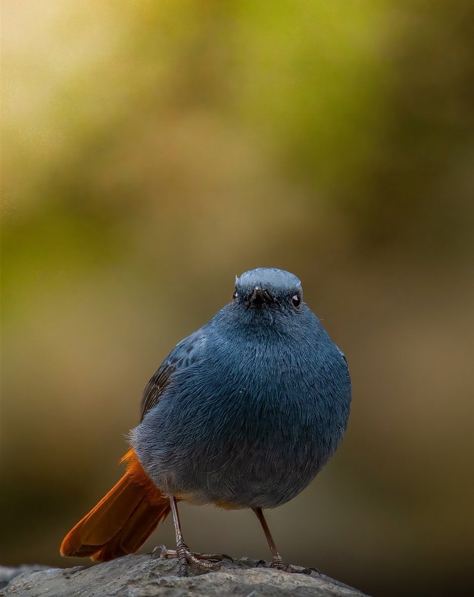 WildlifeBoard's tweet photo. Meet the Plumbeous Water Redstart! This stunning bird migrates to Margalla Hills National Park in winter, inhabiting small streams. Males sport sleek slate-blue feathers, while females are subtle grey. A true gem of South Asia's avifauna! #PlumbeousWaterRedstart #BirdsOfPakistan https://t.co/Fk9PzWdNB5