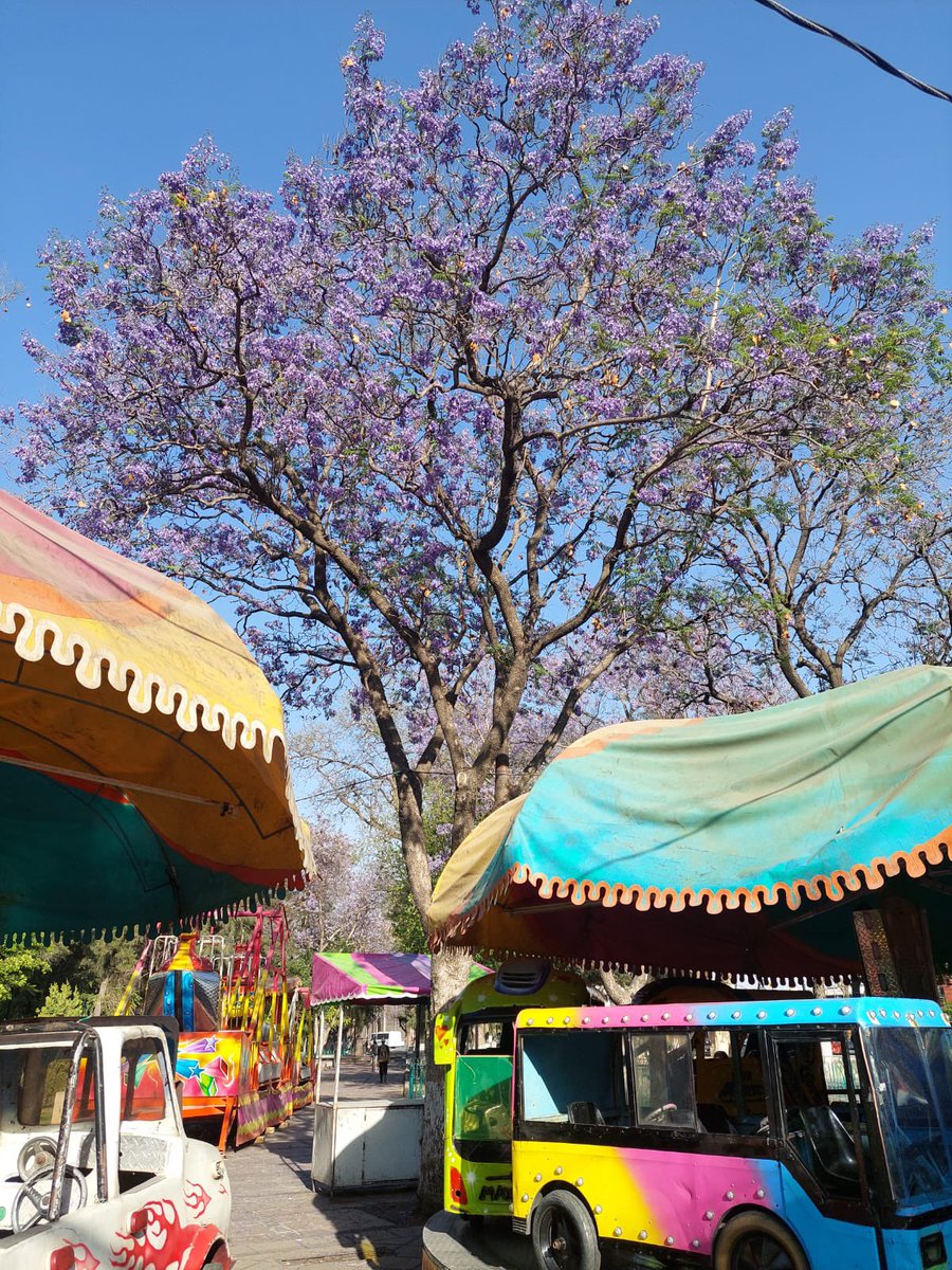 sk4rl3tt's tweet photo. #JacarandaAzteca 
@RicardoBSalinas 
@MLMSalinas 
@JorgeNikaidoB 
#AlamedaJuanSarabia #SanLuisPotosi https://t.co/y3umHeq656