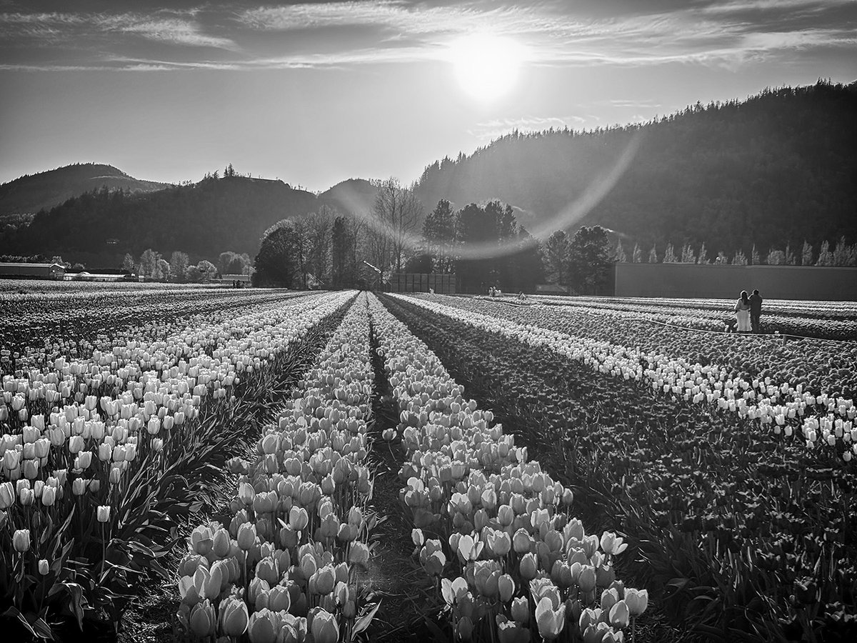 Sam_Alexandra23's tweet photo. @Donald_G_Redman #AlphabetChallenge #WeekR for Rows https://t.co/5RIVPinxH0