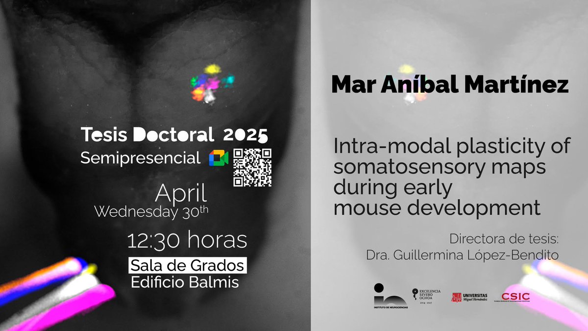 GLB_Lab's tweet image. Huge congratulations to @Mar_AnibalM on successfully defending her PhD thesis today at @NeuroAlc- now officially Dr. Aníbal-Martínez! 🎓 An impressive presentation and discussion with her thesis director @GuilleLBendito and the committee. A proud moment for all of us in the lab!