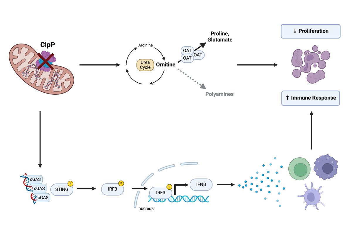 Tommaso Perini tweet media