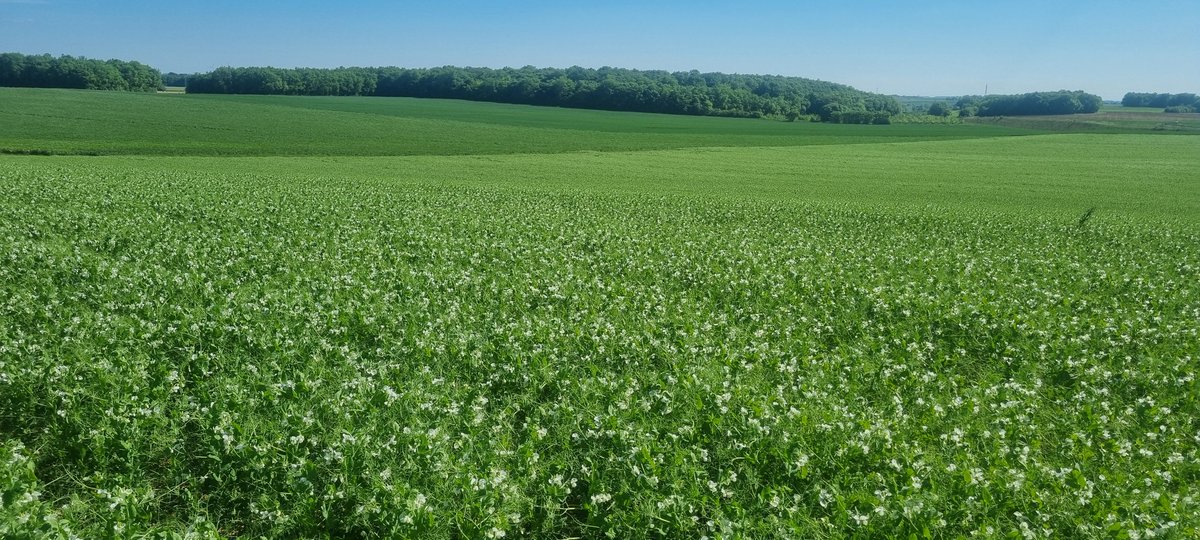 bubu1664's tweet photo. On dit qu'avril ne part jamais sans épis
Et bien c'est le cas
Les proteagineux sont en extase et #BabyCorn aussi
#agriculture #FrAgTw #semis2025 #DDleGraindeBle #LeverDeSoleil #pois #feveroles #corn https://t.co/h9EDuTisty