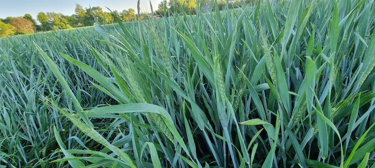 bubu1664's tweet photo. On dit qu'avril ne part jamais sans épis
Et bien c'est le cas
Les proteagineux sont en extase et #BabyCorn aussi
#agriculture #FrAgTw #semis2025 #DDleGraindeBle #LeverDeSoleil #pois #feveroles #corn https://t.co/h9EDuTisty