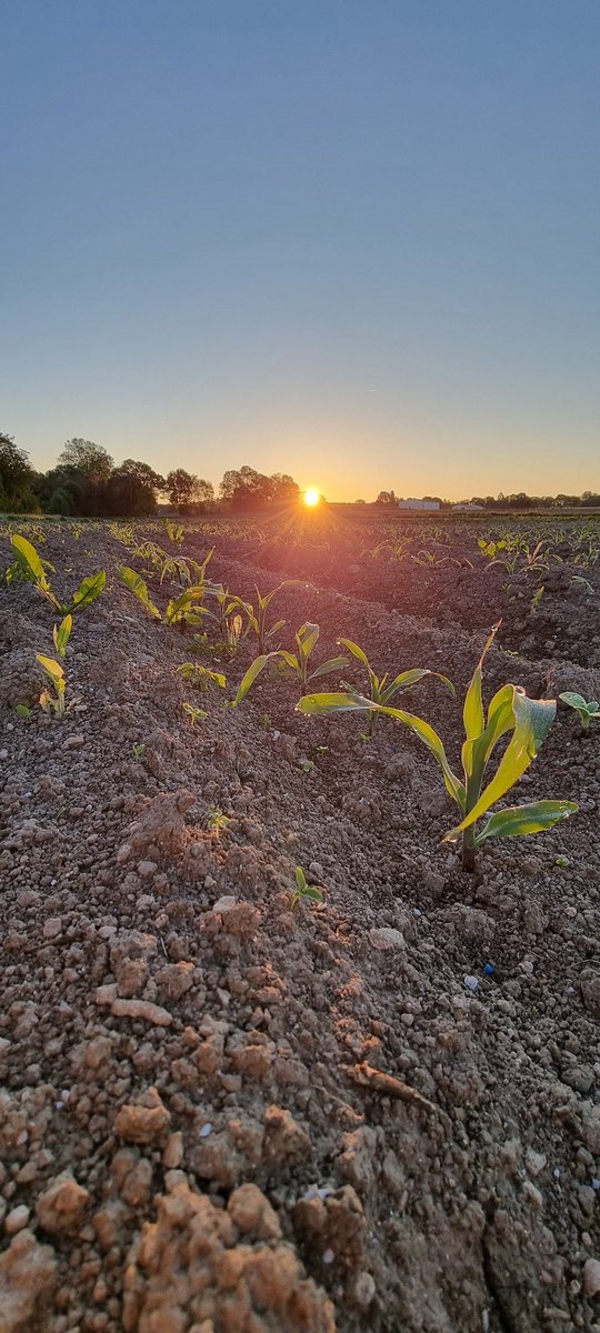 bubu1664's tweet photo. On dit qu'avril ne part jamais sans épis
Et bien c'est le cas
Les proteagineux sont en extase et #BabyCorn aussi
#agriculture #FrAgTw #semis2025 #DDleGraindeBle #LeverDeSoleil #pois #feveroles #corn https://t.co/h9EDuTisty