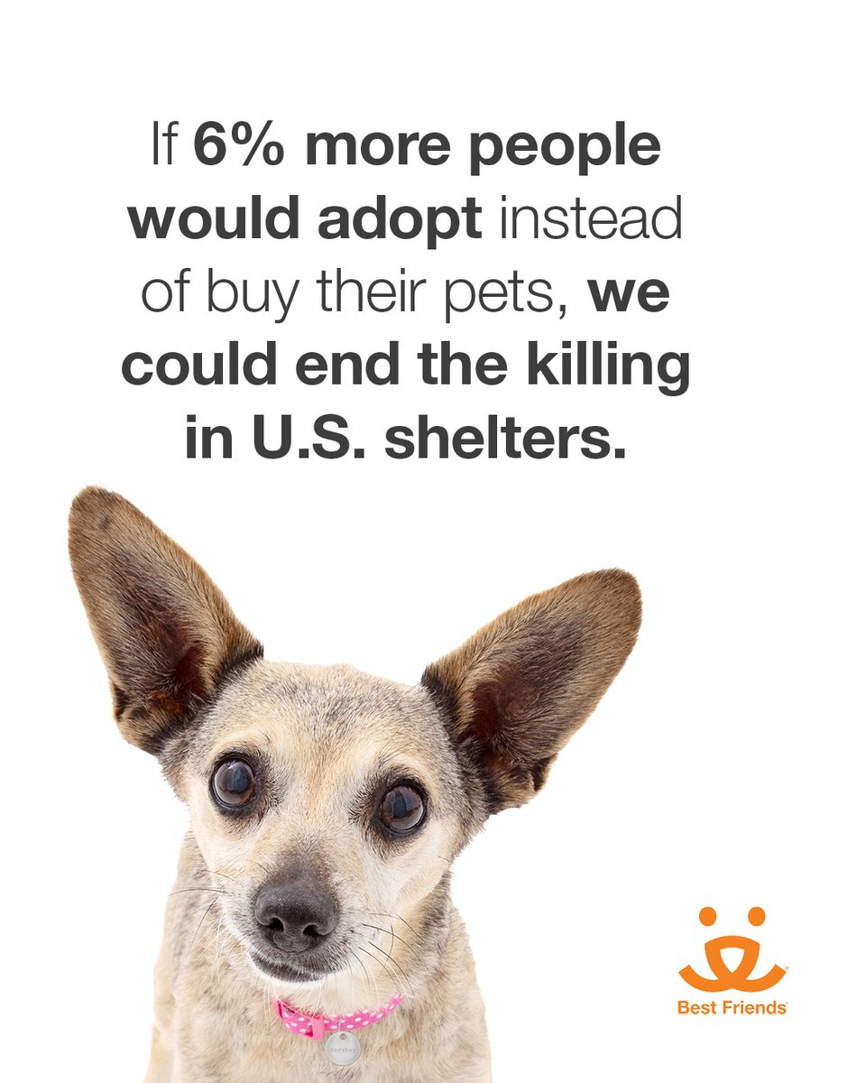 officialDannyT's tweet photo. Today is #NationalAdoptAShelterPetDay. If just 6% more people adopted, we could end killing in US Shelters!

Join @bestfriends and me in helping make our communities no-kill by adopting, fostering, volunteering, donating, or simply help spread the word!

Together we can #SaveThemAll
